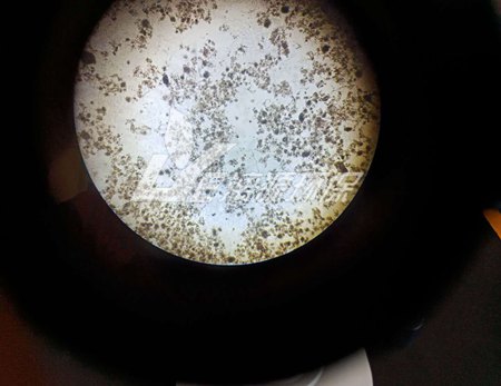 橡胶助剂CBS生产废水处理工艺